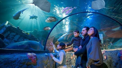 Gardaland Park - Sea life Aquarium  , Castelnuovo del Garda, Italija - 9 EUR - 1x ulaznica Sea life Aquarium za osobe iznad 90 cm, Besplatan ulaz za djecu manju od 90 cm